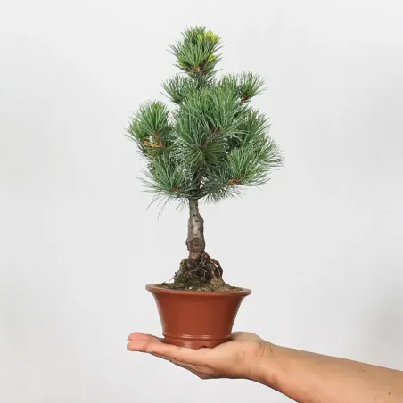 JAPANESE WHITE PINE “PENTAPHYLLA” 1-5