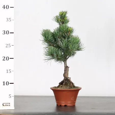 image supplémentaire - JAPANESE WHITE PINE...