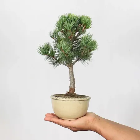 JAPANESE WHITE PINE “PENTAPHYLLA” 1-9