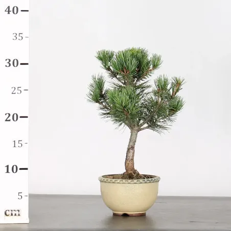 image supplémentaire - JAPANESE WHITE PINE...