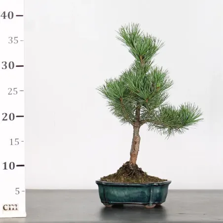 image supplémentaire - JAPANESE WHITE PINE...