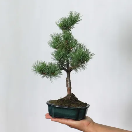 JAPANESE WHITE PINE “PENTAPHYLLA” 1-16