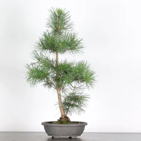PINUS SYLVESTRIS 1-1