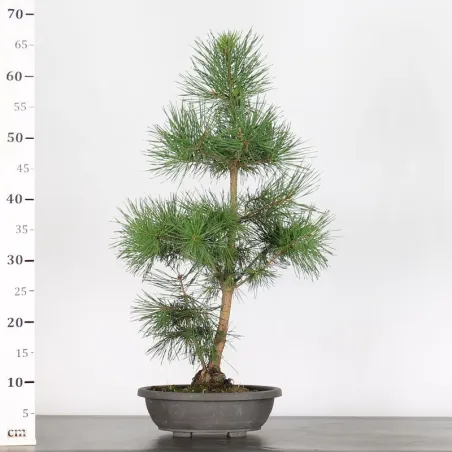 image supplémentaire - PINUS SYLVESTRIS 1-1