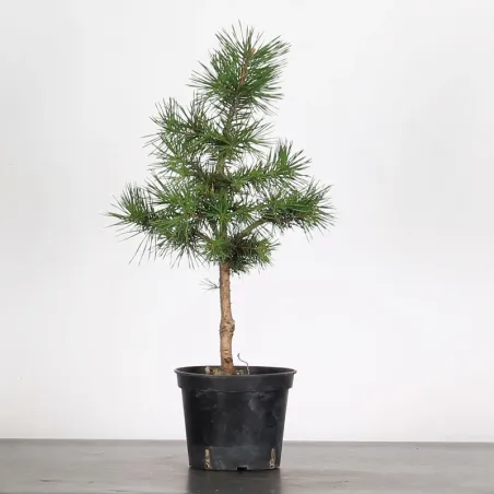 PINUS SYLVESTRIS 1-3