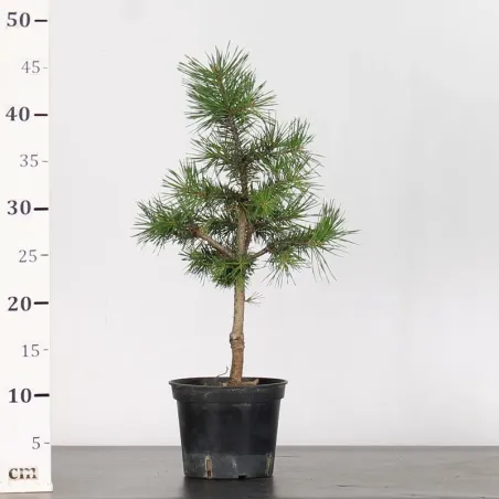 image supplémentaire - PINUS SYLVESTRIS 1-3