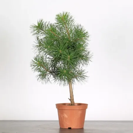 PINUS SYLVESTRIS 1-4
