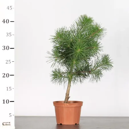 image supplémentaire - PINUS SYLVESTRIS 1-4