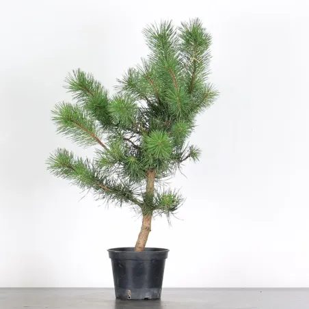 PINUS SYLVESTRIS 1-5
