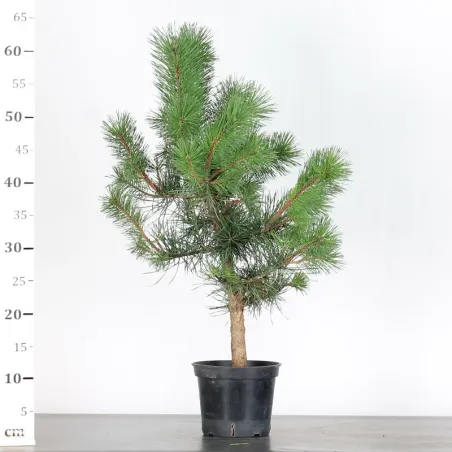 image supplémentaire - PINUS SYLVESTRIS 1-5