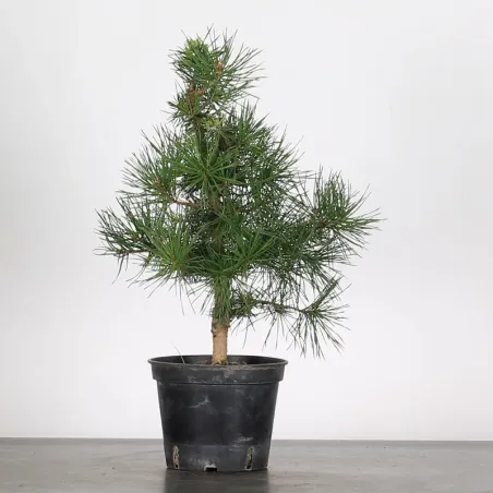 PINUS SYLVESTRIS 1-6