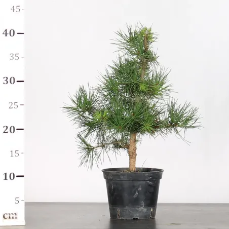 image supplémentaire - PINUS SYLVESTRIS 1-6