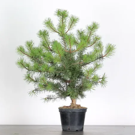 PINUS SYLVESTRIS 1-7