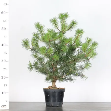 image supplémentaire - PINUS SYLVESTRIS 1-7