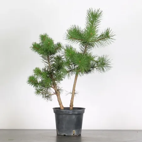 PINUS SYLVESTRIS 1-8