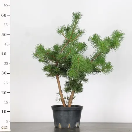 image supplémentaire - PINUS SYLVESTRIS 1-9