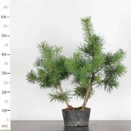 image supplémentaire - PINUS SYLVESTRIS 1-10
