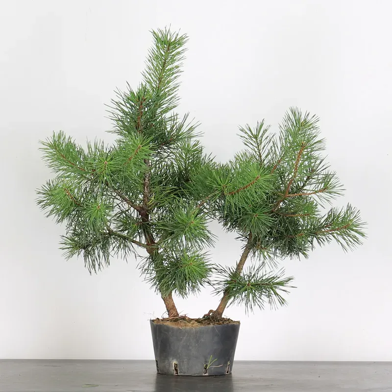 PREBONSAI PIN SYLVESTRE 1-10