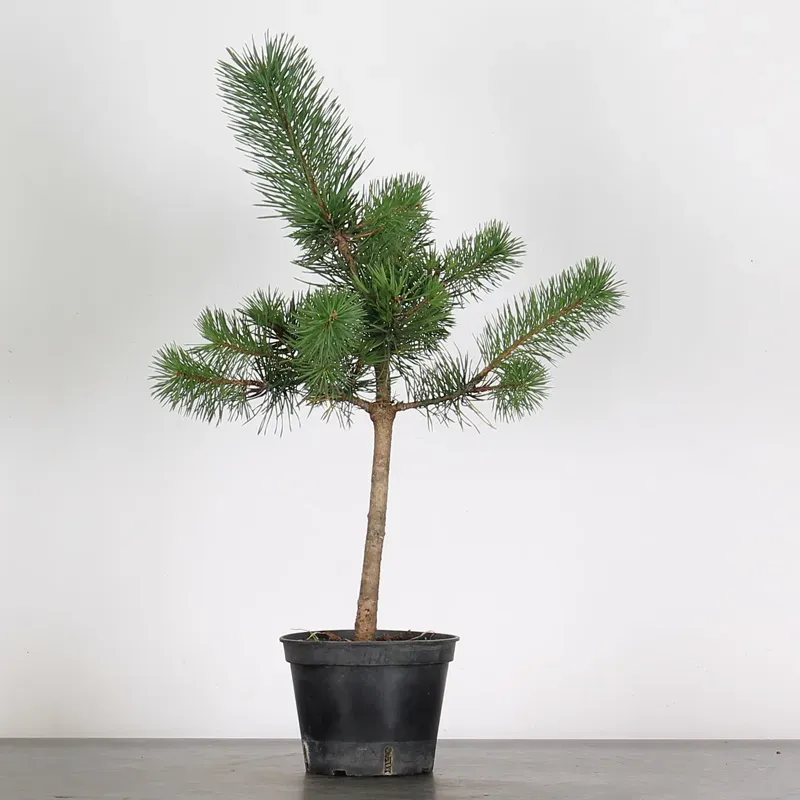 PREBONSAI PIN SYLVESTRE 1-12