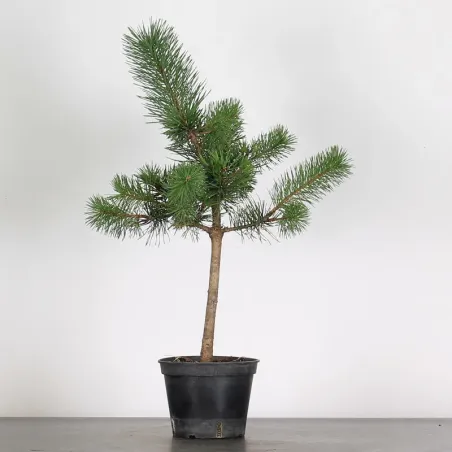 PINUS SYLVESTRIS 1-12