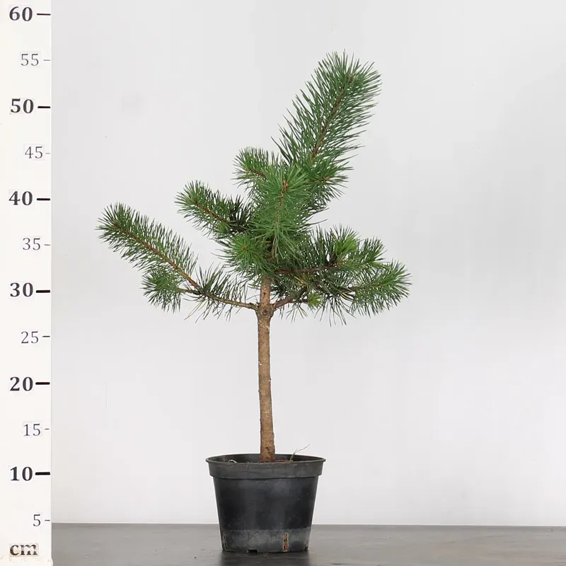 image supplémentaire - PREBONSAI PIN SYLVESTRE 1-12