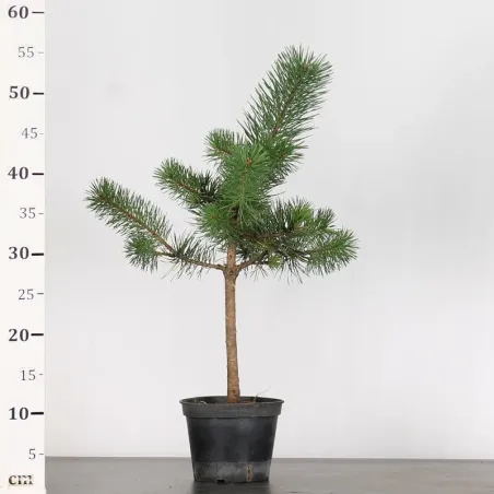 image supplémentaire - PINUS SYLVESTRIS 1-12