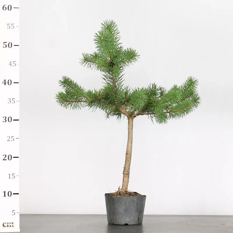 image supplémentaire - PREBONSAI PIN SYLVESTRE 2-1