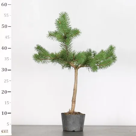 image supplémentaire - PINUS SYLVESTRIS 2-1