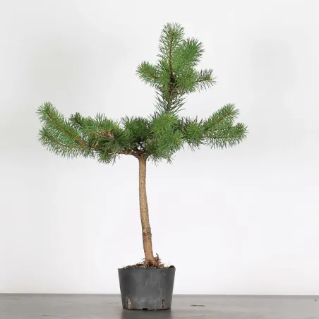 PINUS SYLVESTRIS 2-1
