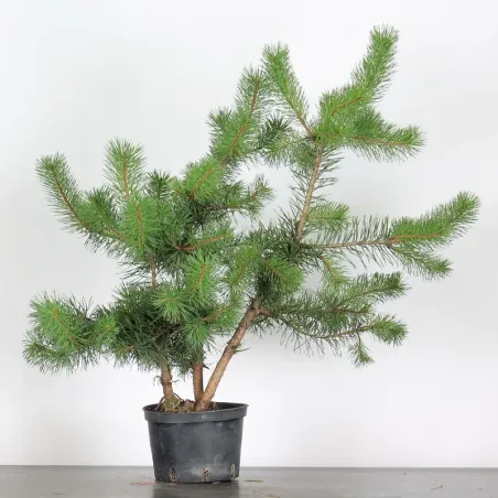 PINUS SYLVESTRIS 2-2