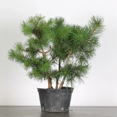 PINUS SYLVESTRIS 2-3
