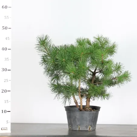 image supplémentaire - PINUS SYLVESTRIS 2-3