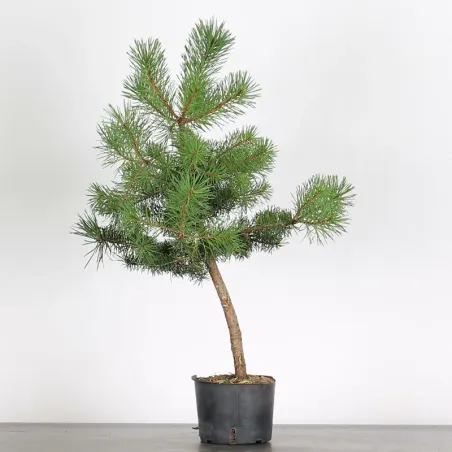 PINUS SYLVESTRIS 2-4