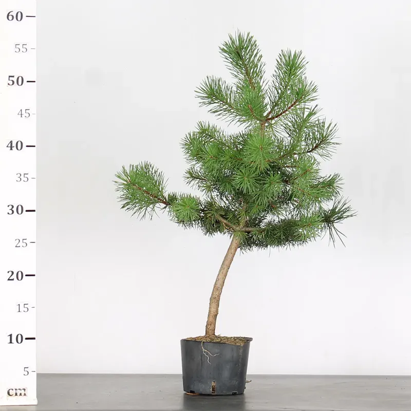 image supplémentaire - PREBONSAI PINUS SYLVESTRIS 2-4