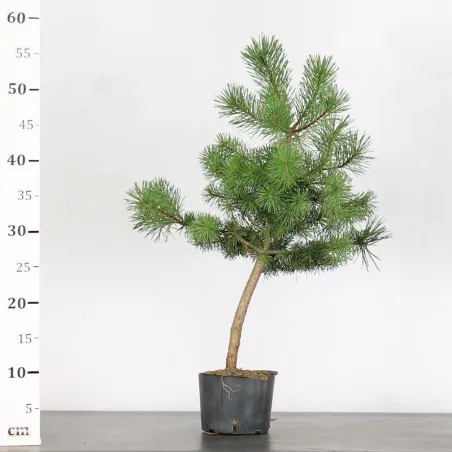 image supplémentaire - PINUS SYLVESTRIS 2-4