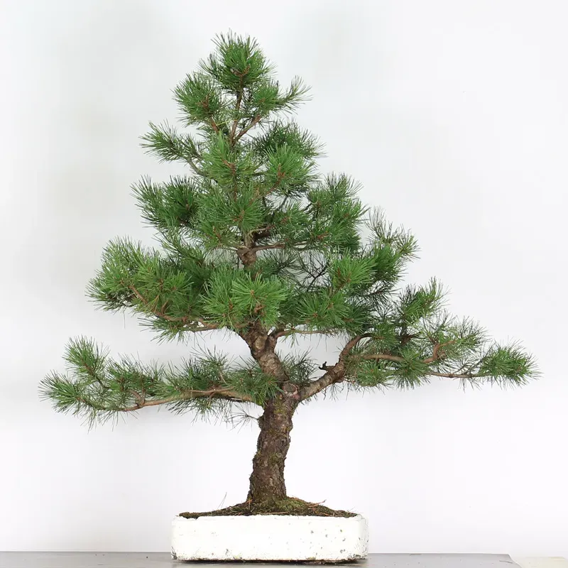 PINUS SYLVESTRIS 2-5
