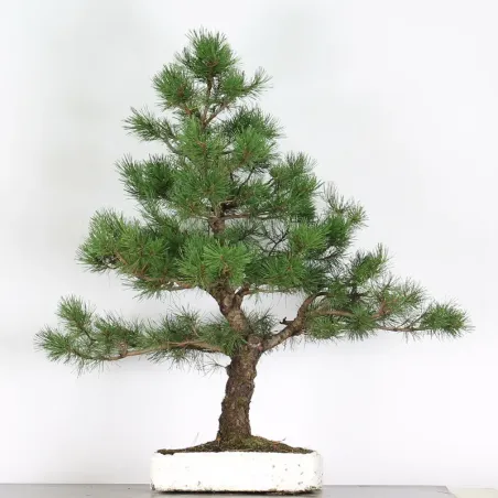 PINUS SYLVESTRIS 2-5