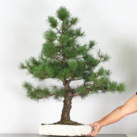 image supplémentaire - PINUS SYLVESTRIS 2-5
