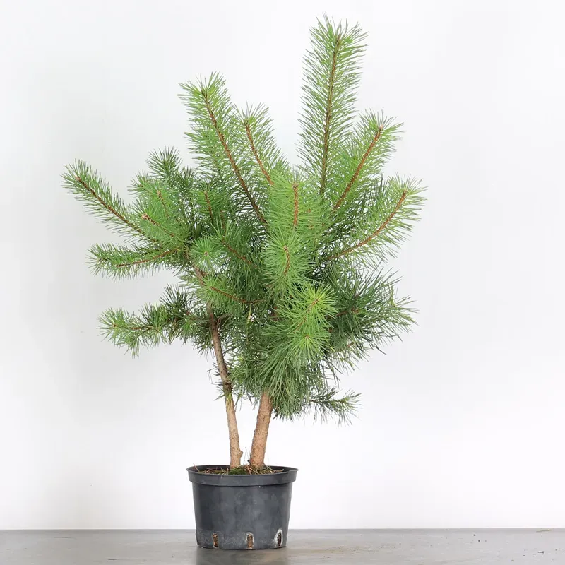 PINUS SYLVESTRIS 2-10