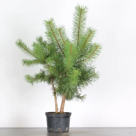 PINUS SYLVESTRIS 2-10