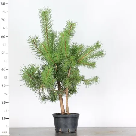 image supplémentaire - PINUS SYLVESTRIS 2-10