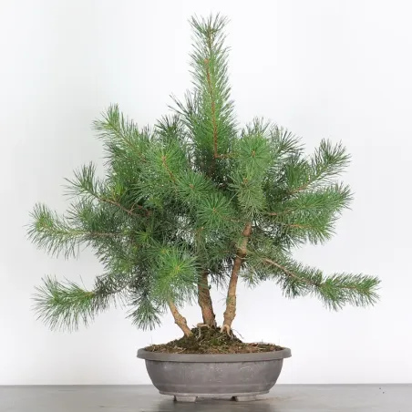 PINUS SYLVESTRIS 2-11