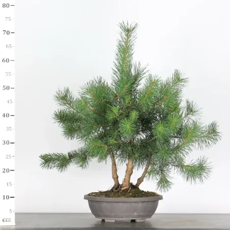 image supplémentaire - PINUS SYLVESTRIS 2-11