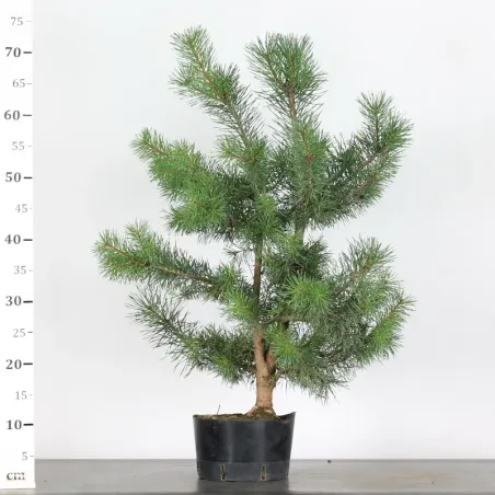 image supplémentaire - PINUS SYLVESTRIS 2-12