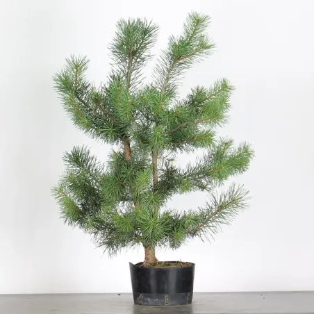 PINUS SYLVESTRIS 2-12