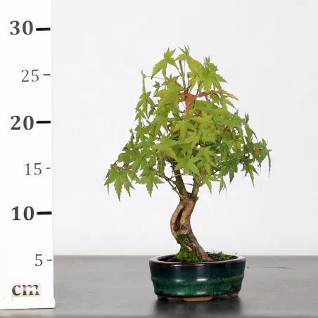 image supplémentaire - ACER PALMATUM SHOHIN 1-1