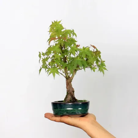 Bonsai Acer Palmatum Shohin APS-1-1