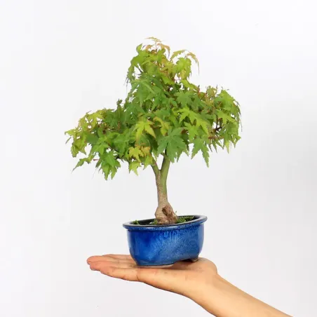 Palmatum Shohin Maple Bonsai APS-1-2