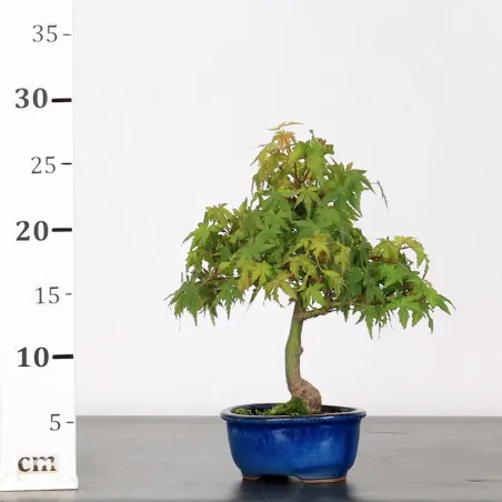 image supplémentaire - ACER PALMATUM SHOHIN 1-2