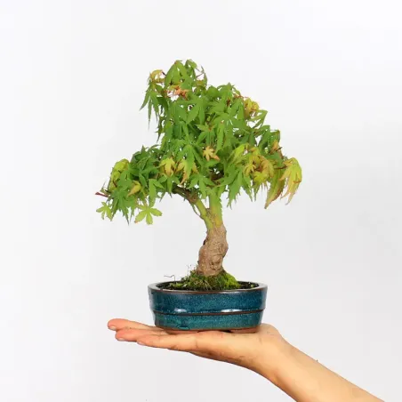 Palmatum Shohin Maple Bonsai APS-1-5